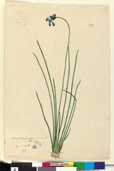 Seite 54. Sowerbaea juncea